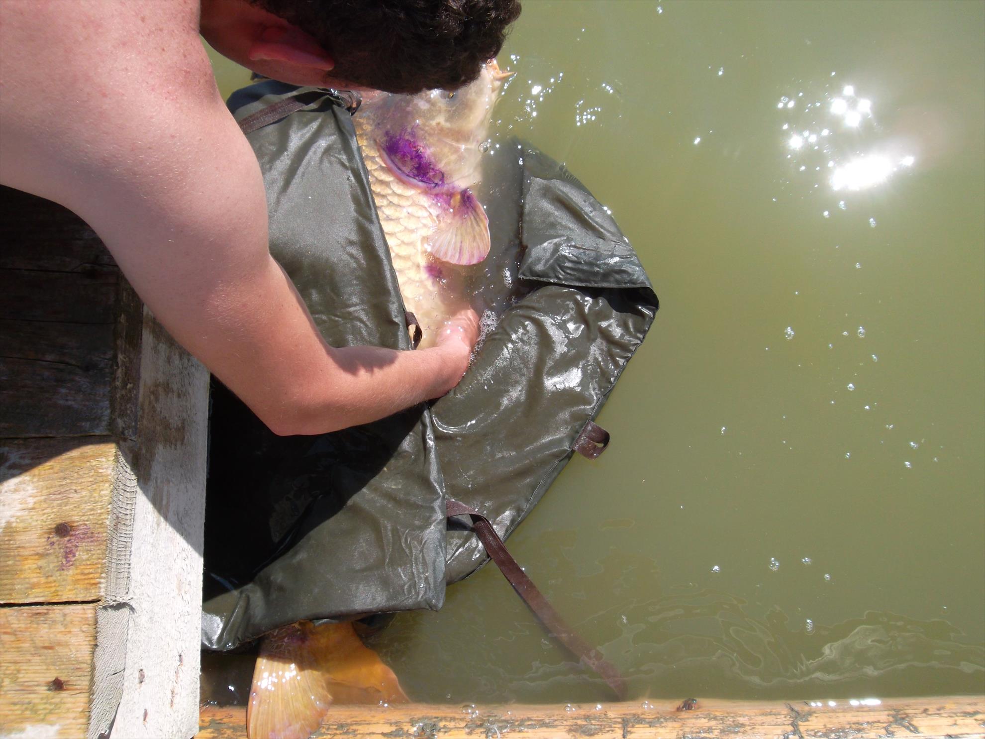 Corbu II 18 - 19 mai 2014 - sam3525.JPG